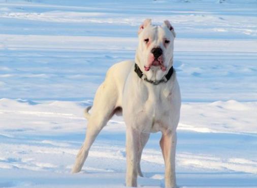 世界上最會看家的十大狗狗排名,捷克梗、德國牧羊犬是看家好手