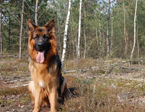 世界上最會看家的十大狗狗排名,捷克梗、德國牧羊犬是看家好手