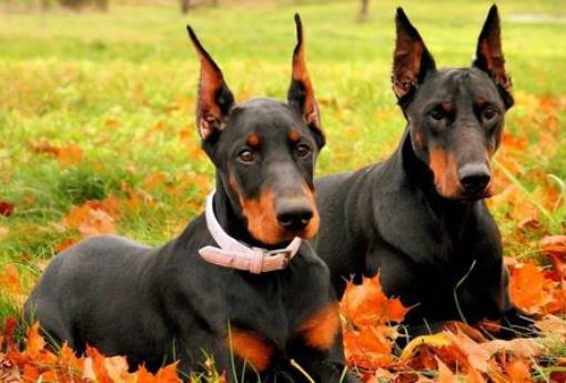 世界上最會看家的十大狗狗排名,捷克梗、德國牧羊犬是看家好手