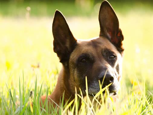 世界上最會看家的十大狗狗排名,捷克梗、德國牧羊犬是看家好手