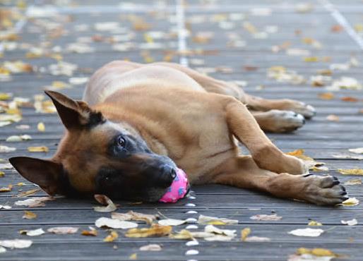 世界上最會看家的十大狗狗排名,捷克梗、德國牧羊犬是看家好手