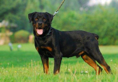 十大最安靜的狗狗排名,巴哥犬、喜樂蒂牧羊犬都不愛叫