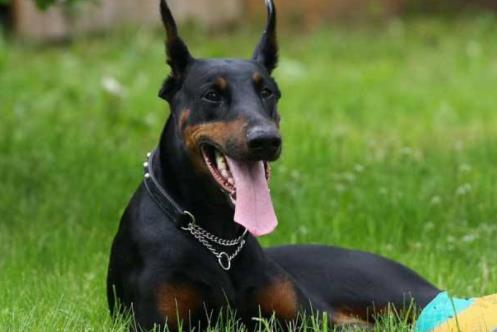 十大最安靜的狗狗排名,巴哥犬、喜樂蒂牧羊犬都不愛叫