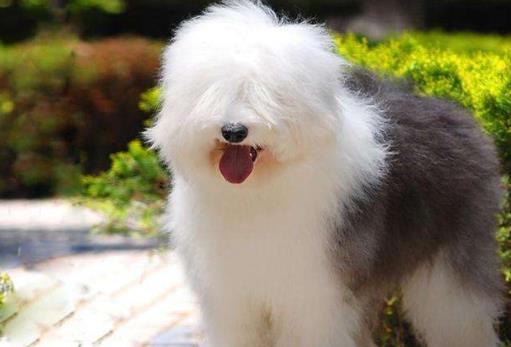 十大最安靜的狗狗排名,巴哥犬、喜樂蒂牧羊犬都不愛叫