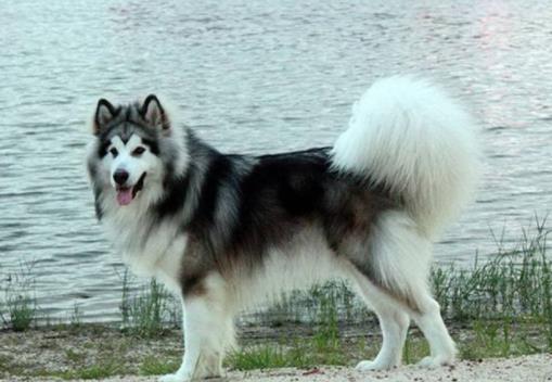 十大最安靜的狗狗排名,巴哥犬、喜樂蒂牧羊犬都不愛叫
