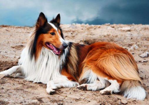 十大最安靜的狗狗排名,巴哥犬、喜樂蒂牧羊犬都不愛叫