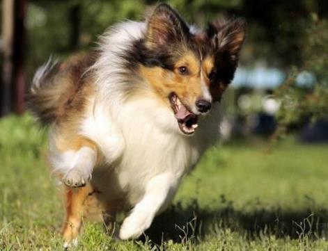 十大最安靜的狗狗排名,巴哥犬、喜樂蒂牧羊犬都不愛叫