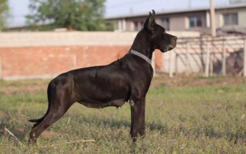 十大最安靜的狗狗排名,巴哥犬、喜樂蒂牧羊犬都不愛叫