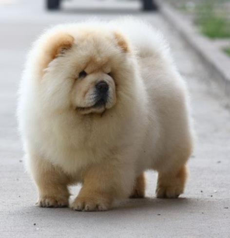 十大最安靜的狗狗排名,巴哥犬、喜樂蒂牧羊犬都不愛叫