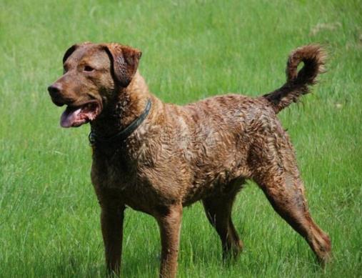 世界十大最干凈的寵物狗排名,柴犬、墨西哥無毛犬都很適合飼養
