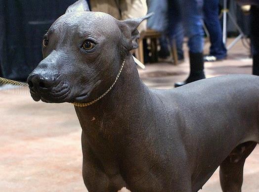 世界十大最干凈的寵物狗排名,柴犬、墨西哥無毛犬都很適合飼養