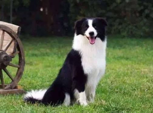 世界十大最干凈的寵物狗排名,柴犬、墨西哥無毛犬都很適合飼養
