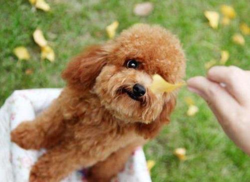 世界十大最干凈的寵物狗排名,柴犬、墨西哥無毛犬都很適合飼養