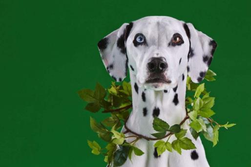 世界十大最干凈的寵物狗排名,柴犬、墨西哥無毛犬都很適合飼養