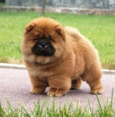 世界十大最干凈的寵物狗排名,柴犬、墨西哥無毛犬都很適合飼養