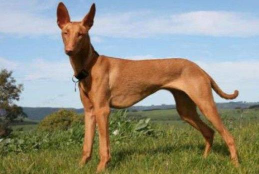 世界十大最干凈的寵物狗排名,柴犬、墨西哥無毛犬都很適合飼養