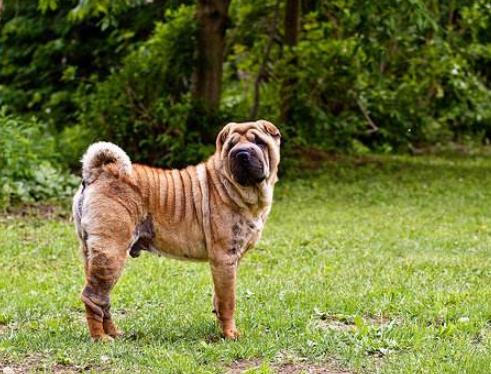 體味最重的十種狗狗排名,美國可卡犬、英國斗牛犬深受歡迎