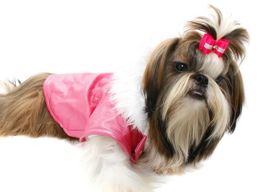 體味最重的十種狗狗排名,美國可卡犬、英國斗牛犬深受歡迎