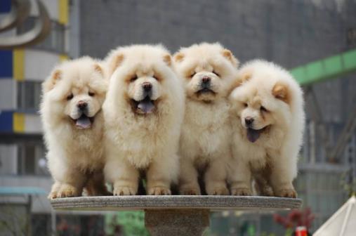 體味最重的十種狗狗排名,美國可卡犬、英國斗牛犬深受歡迎