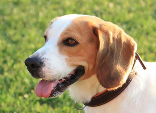 體味最重的十種狗狗排名,美國可卡犬、英國斗牛犬深受歡迎