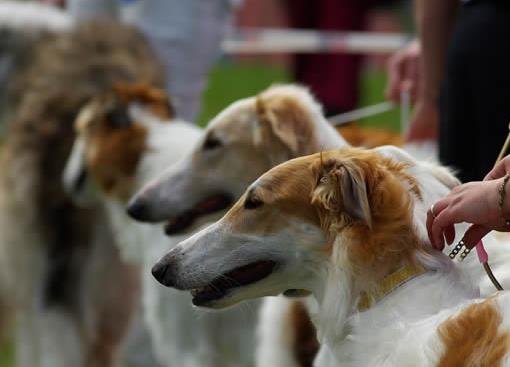體味最重的十種狗狗排名,美國可卡犬、英國斗牛犬深受歡迎
