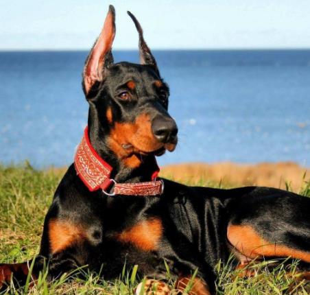 體味最重的十種狗狗排名,美國可卡犬、英國斗牛犬深受歡迎