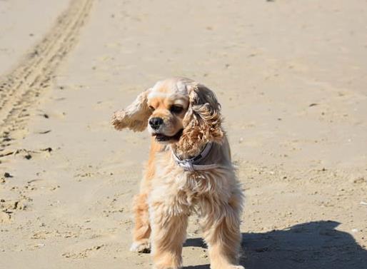 體味最重的十種狗狗排名,美國可卡犬、英國斗牛犬深受歡迎