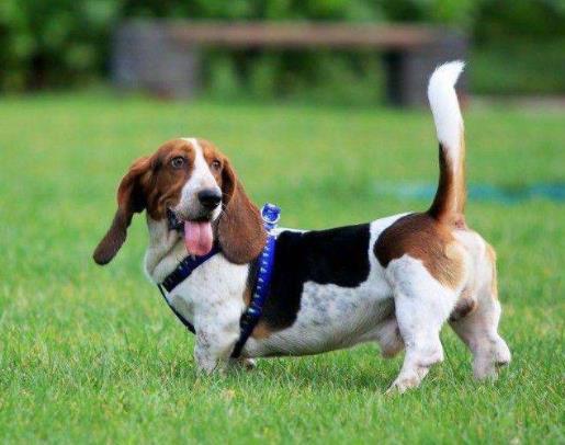 體味最重的十種狗狗排名,美國可卡犬、英國斗牛犬深受歡迎