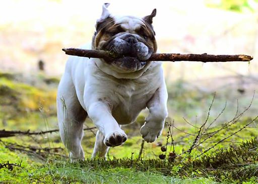 體味最重的十種狗狗排名,美國可卡犬、英國斗牛犬深受歡迎