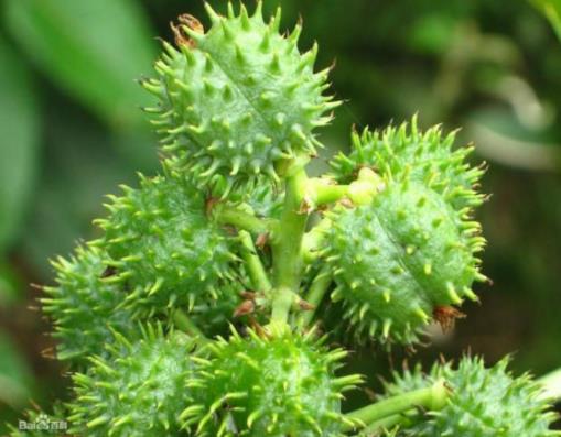 世界十大最致命的毒藥,肉毒桿菌、蓖麻毒素殺傷力都很強