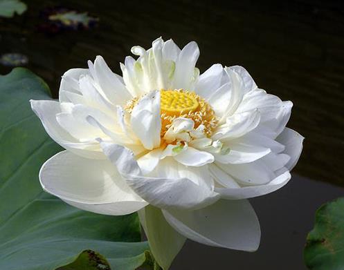中國十大名貴藥材排名,藏紅花、靈芝很名貴