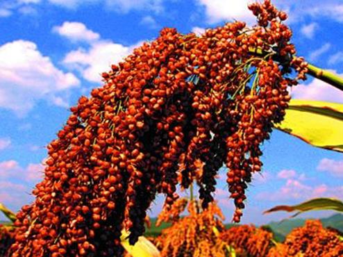 十大營(yíng)養(yǎng)粗糧排名,吃粗糧高粱通便清胃,但不建議多吃