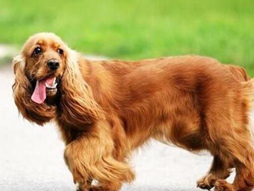 英國十大名犬排名,英國斗牛犬性情友善、英國史賓格犬熱情忠誠