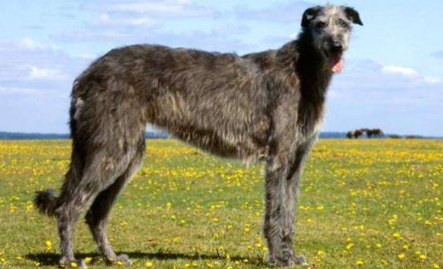 英國十大名犬排名,英國斗牛犬性情友善、英國史賓格犬熱情忠誠
