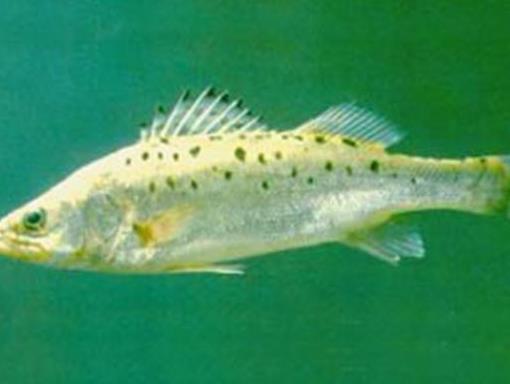 全球十大最貴的觀賞魚,血紅魚傲視群雄,白金龍魚很罕見
