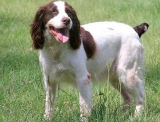 英國十大名犬排名,英國斗牛犬性情友善、英國史賓格犬熱情忠誠