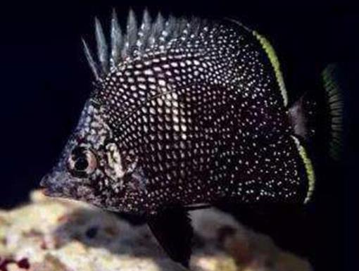全球十大最貴的觀賞魚,血紅魚傲視群雄,白金龍魚很罕見