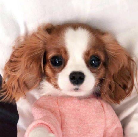 英國十大名犬排名,英國斗牛犬性情友善、英國史賓格犬熱情忠誠