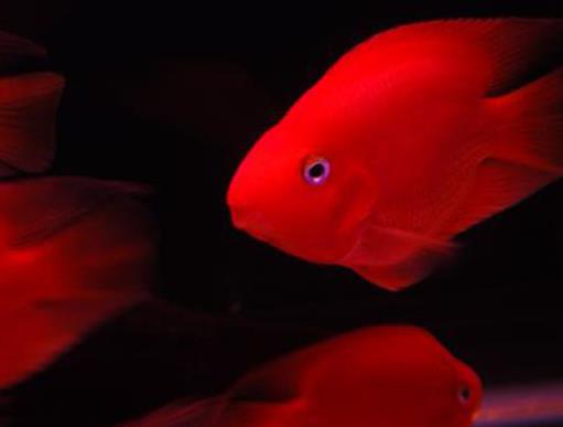 全球十大最貴的觀賞魚,血紅魚傲視群雄,白金龍魚很罕見