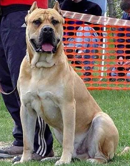 世界上最兇猛的犬種排名,中國藏獒、俄羅斯高加索十分兇猛
