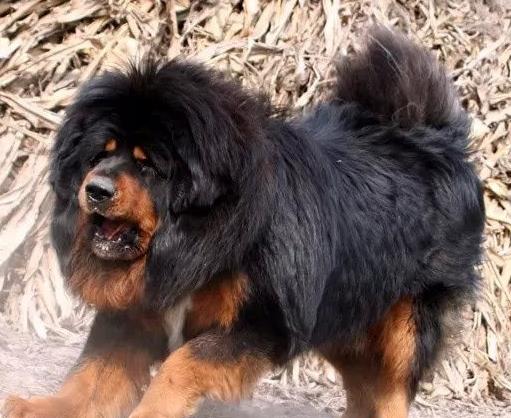 世界上最兇猛的犬種排名,中國藏獒、俄羅斯高加索十分兇猛
