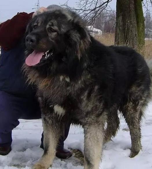 世界上最兇猛的犬種排名,中國藏獒、俄羅斯高加索十分兇猛