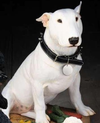世界上最兇猛的犬種排名,中國藏獒、俄羅斯高加索十分兇猛