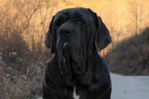 世界上最兇猛的犬種排名,中國藏獒、俄羅斯高加索十分兇猛