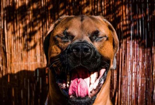 世界上最兇猛的犬種排名,中國藏獒、俄羅斯高加索十分兇猛