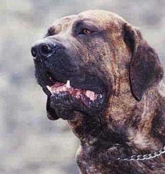 世界上最兇猛的犬種排名,中國藏獒、俄羅斯高加索十分兇猛