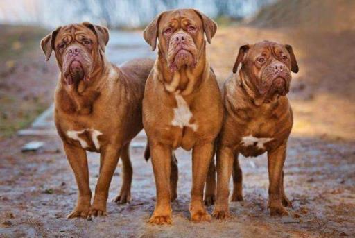 世界上最兇猛的犬種排名,中國藏獒、俄羅斯高加索十分兇猛