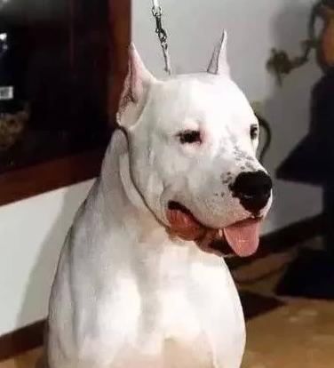 世界上最兇猛的犬種排名,中國藏獒、俄羅斯高加索十分兇猛