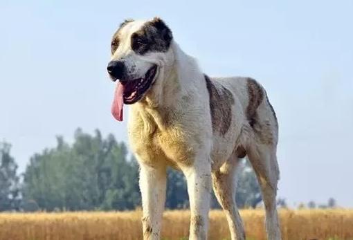 世界上最兇猛的犬種排名,中國藏獒、俄羅斯高加索十分兇猛