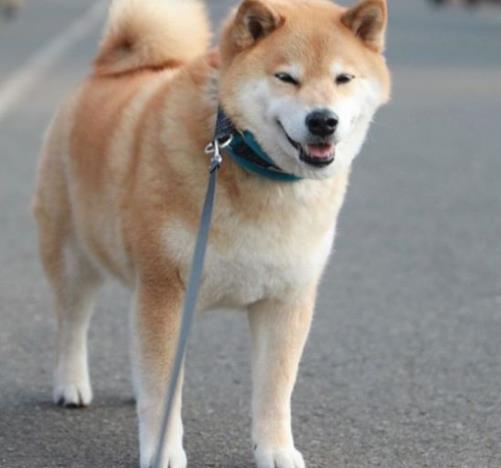 十大高顏值狗狗排名,博美犬是俊介犬原型,西施犬像小獅子